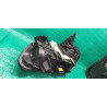 92102-T6000 Hyundai Genesis GV80 Right Full LED Headlight 2021-2023